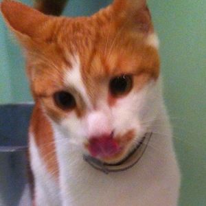 Meet your Posher, Eve